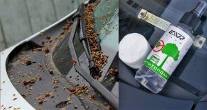 Чем отмыть липу и тополиные почки с кузова автомобиля